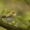 Budnicek lesni - Phylloscopus sibilatrix - Wood Warbler 8663